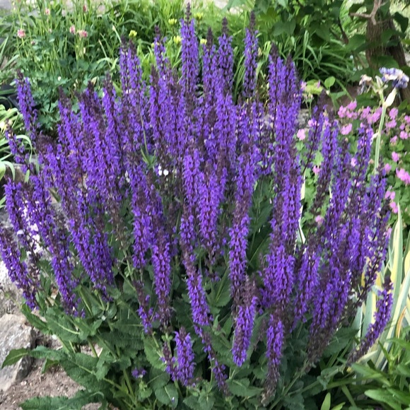 Meet your Posher, Bir - Picture 1 of 1